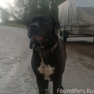 Найден Кане Корсо (метис?), Солнечногорский район
