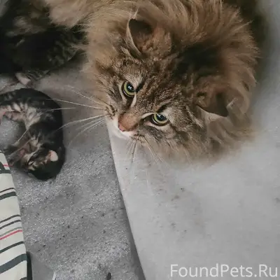Найдены котята, район парка южного
