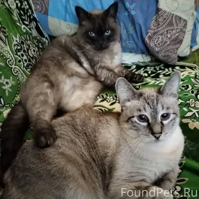 Пропал тайский кот, 2-й пер. Дачный 18а