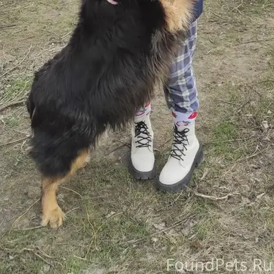 Пропала собака Лили, Тимофеевка