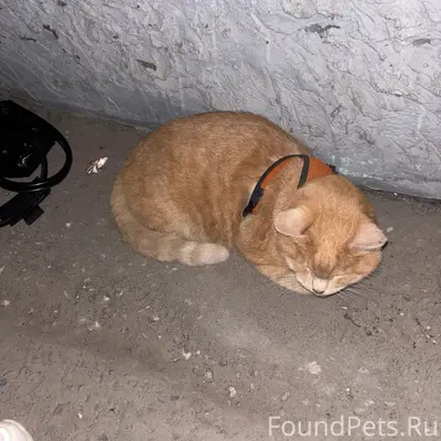 Найден рыжий кот со шлейкой, район Строителей