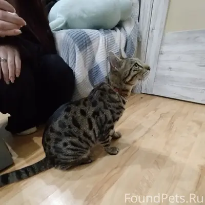Найден кот, ул. Промышленная