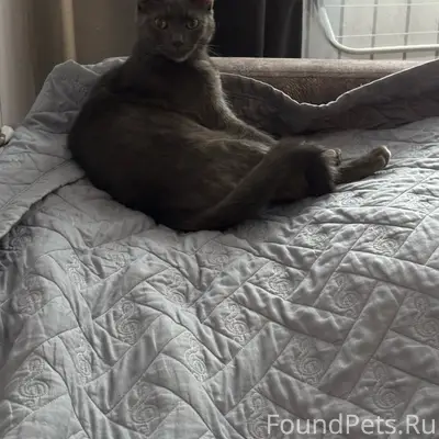 Пропал кот, свяжитесь по номеру 89528971248