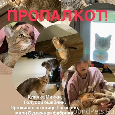 Пропал кот Микки, мкрн Бумажная фабрика