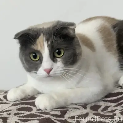 Пропала кошечка