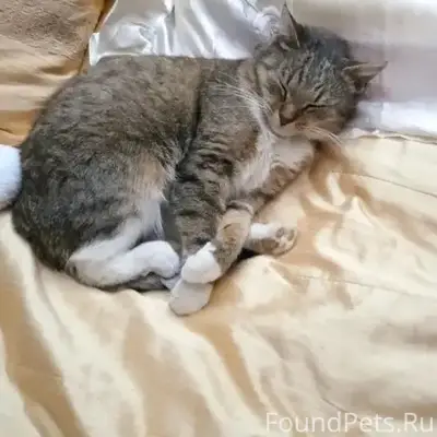 Пропала кошка Стеша, улица Речная