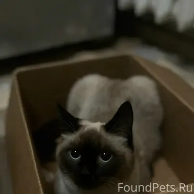 Пропал сиамский кот Сим, Комовская