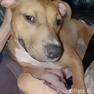 Пропала собака Гера