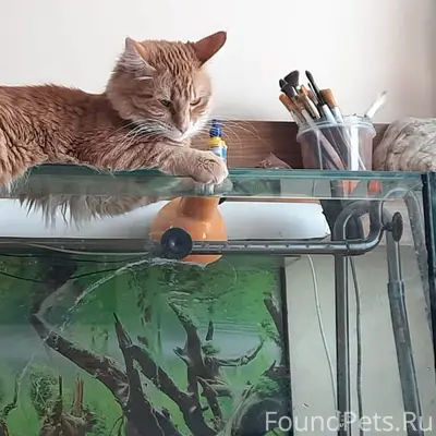 Ищем кота