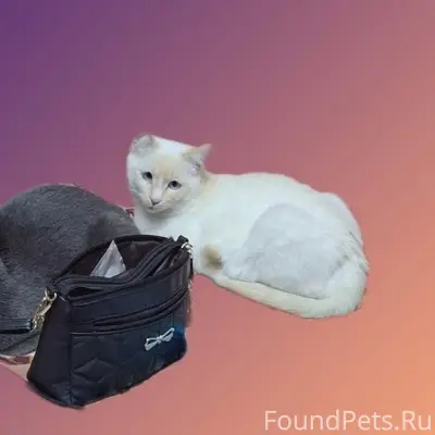 Пропали коты, район Тэцевской