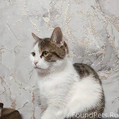 Пропала кошка, 2 микрорайон