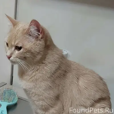 Пропала кошка Лиля, ул. Пензенская