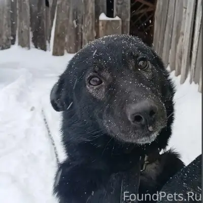 Пропал чёрный Мирон, Завьялово