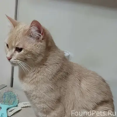 Пропала кошка Лиля, улица Пензенская
