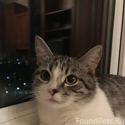 Пропала кошка Алиса, Заворонежский