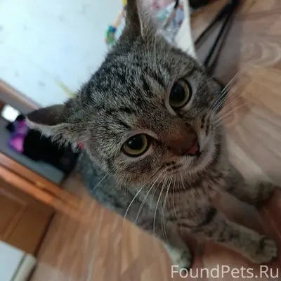 Найден котёнок, Шекснинский проспект