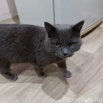 Найден кот, п. Монастырщина