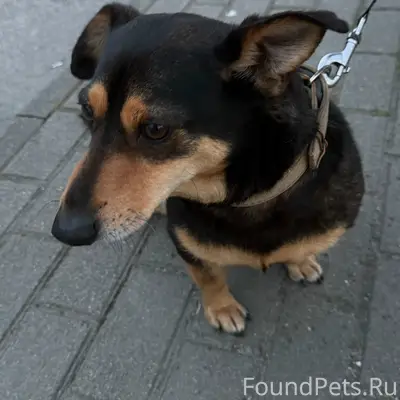 Найден пёс на Мамайке