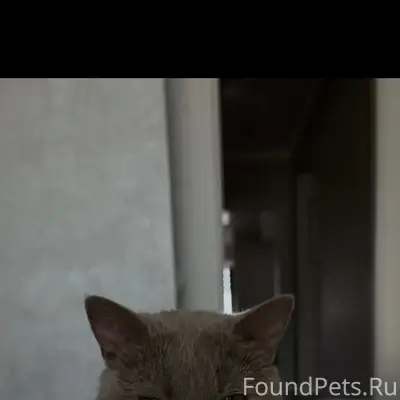 Потерялась кошечка