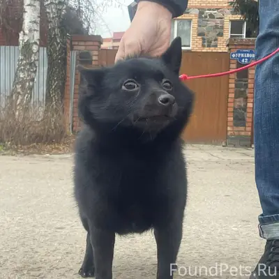 Пропала собака Схипперке Яся, Сынково