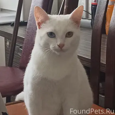 Пропал кот Сëма, район ул. Урицкого