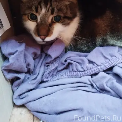 Найден кот, Питкярантская 24