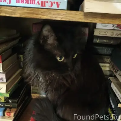 Пропал кот Милан, Пролетарский район