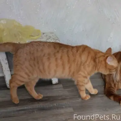 Пропал рыжий кот Филя, Куроловская, д. 28