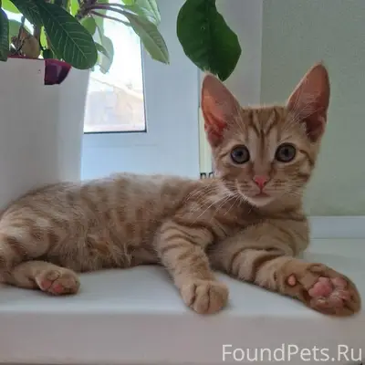 Пропала кошка, улица Труфанова