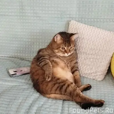Пропал кот, 