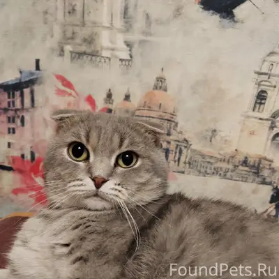 Пропал кот,
