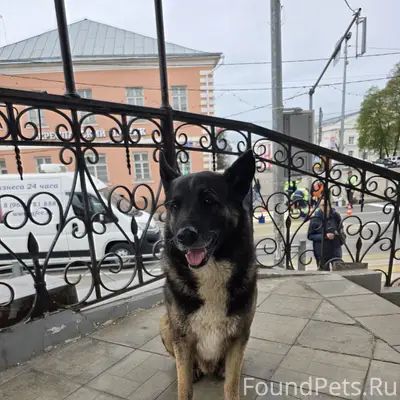 Пропала собака, центр Переславля