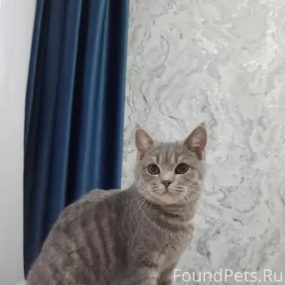 Пропала кошка, 2-я Полевая улица