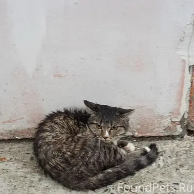 Найдена кошка