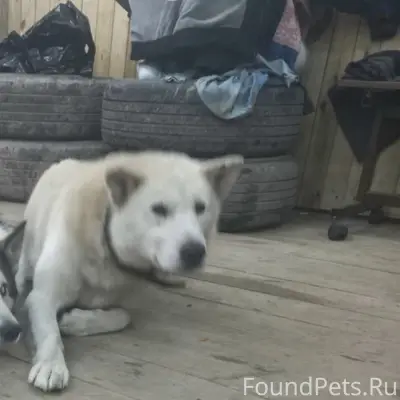 Пропал пёс Кучум, Североуральский округ