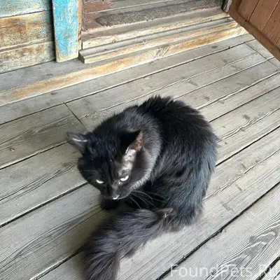 Найден кот