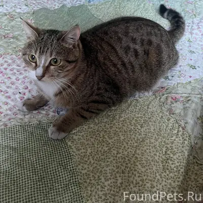 Пропал кот Максик, район кафе Максим