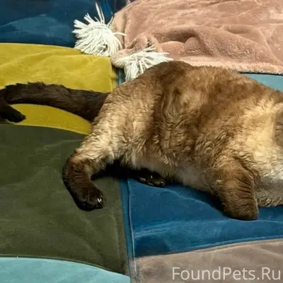 Пропала кошка Эми, деревня Заболотье