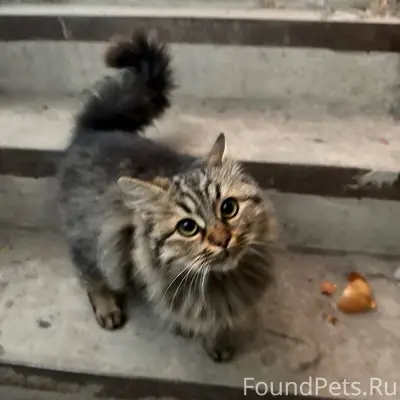 Пропала кошка Мышка