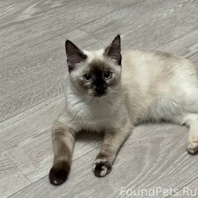 Пропала тайская кошка Тая, 9 мая 14