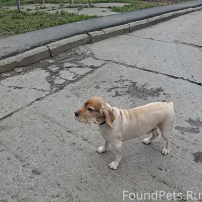 Пропал Кокер Спаниель Рик, улица Горняков 3