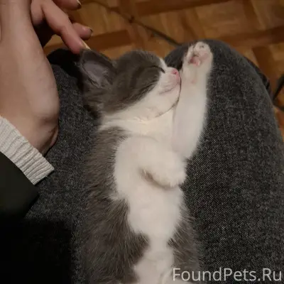 Пропала кошка, район Пушкарей
