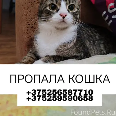 Пропала кошка заводской район