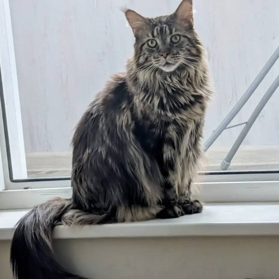 Пропал кот породы Мейн-кун