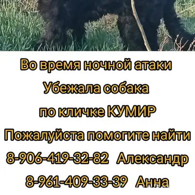 Пропал ризеншнауцер Кумир, Мясниковский район