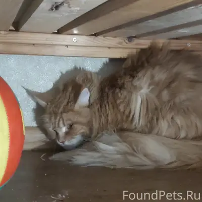 Найдена кошка мейн кун, Ленинский район