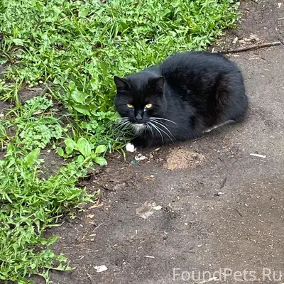 Найден котик, Ярославль, Дзержинский район