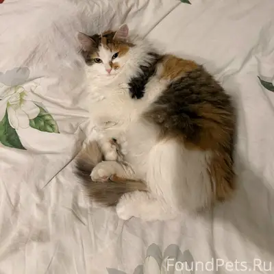 Пропала кошка Нюрка