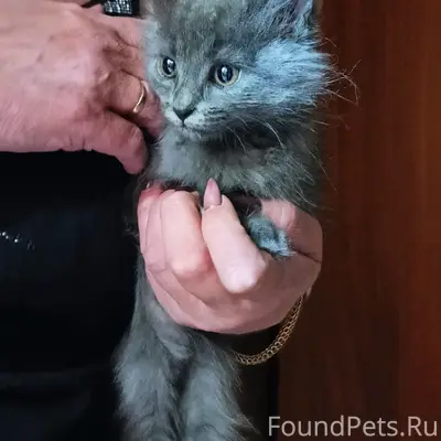 Найден котёнок, район Чехова 269