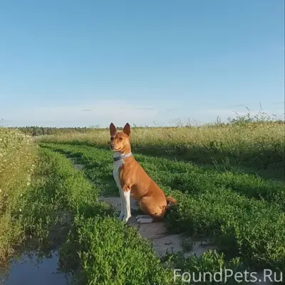 Пропала басенджи Белка, Подольск